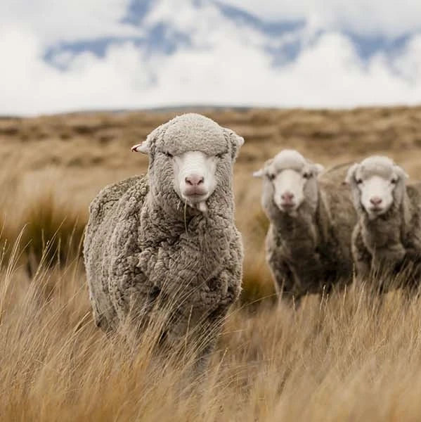  Natural Merino Wool on three sheep on a brown hill in New Zealand
