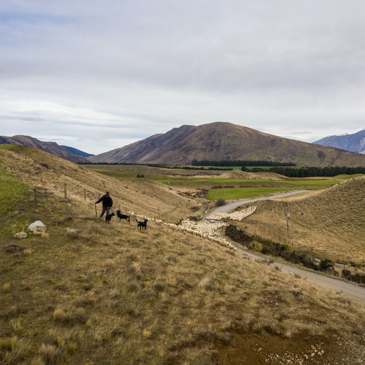 New Zealand high-country farm with a farmer and dogs